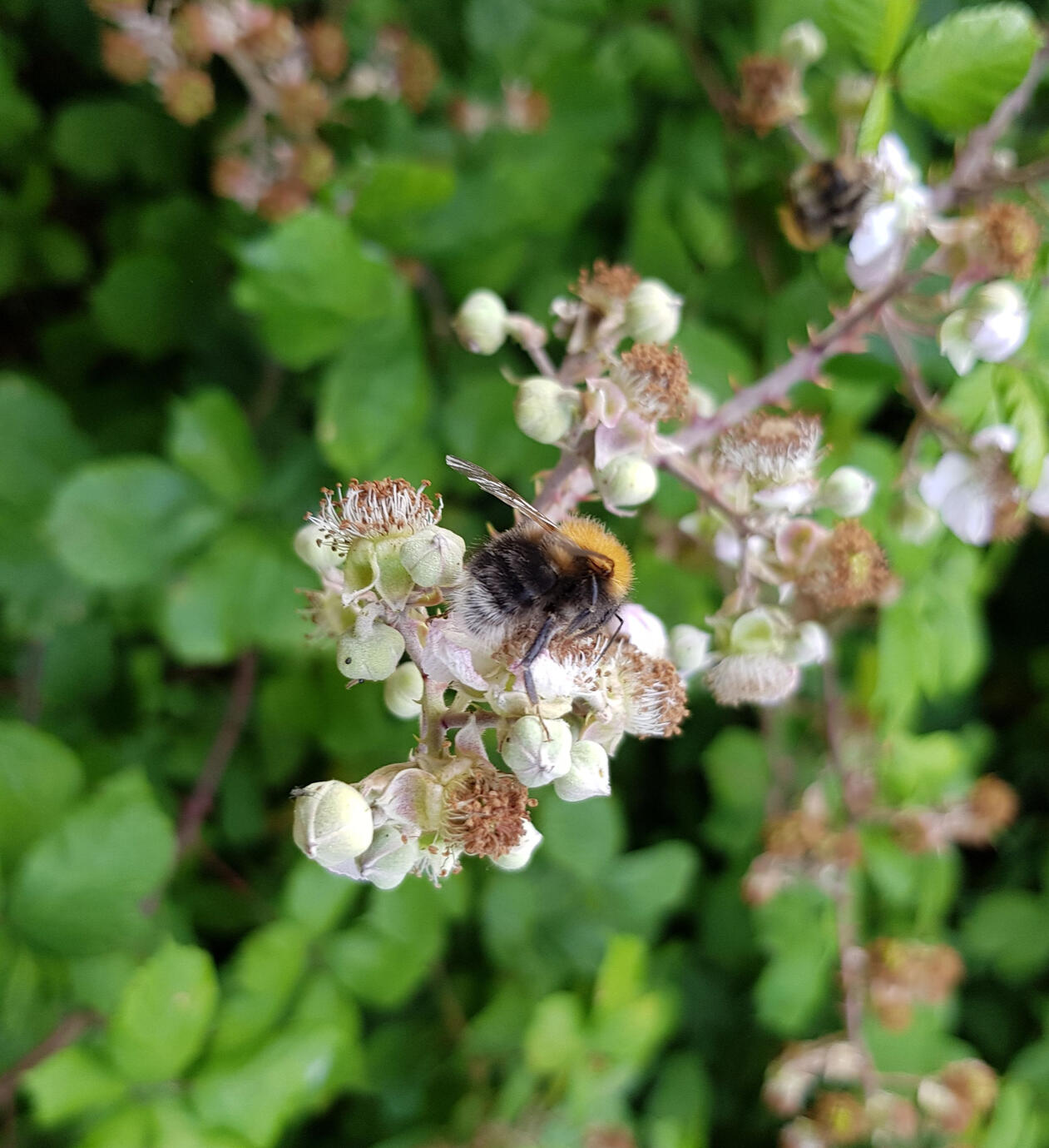 Gardens Designed with Nature in Mind