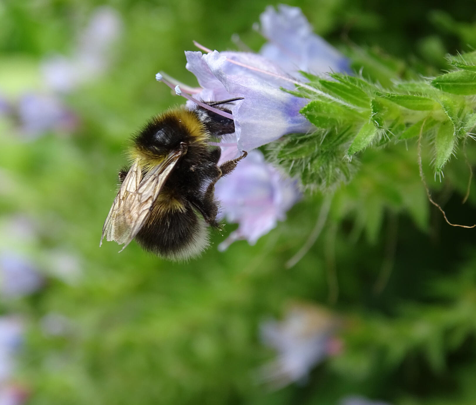 We care for the Environment